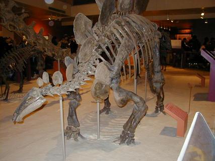Stegosaurus skeleton<br>Location: <a href="https://www.google.com/maps/search/?api=1&query=38.89096,-77.02601" target="_new">Smithsonian National Museum of Natural History</a>